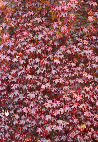 Red Ivy Leaves on a Brick Wall in Tbilisi, Georgia