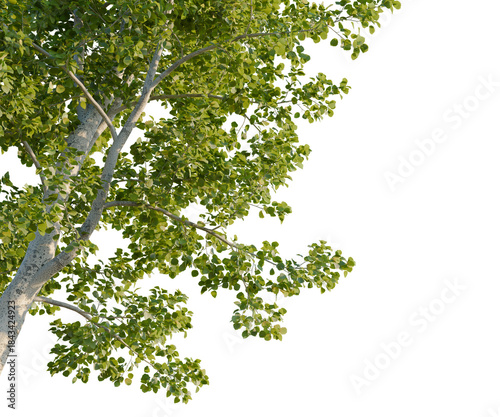 фотографія Populus tremula tree, corner view, cutout, transparent background, isolate