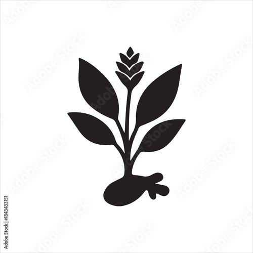  Vector Illustrator Turmeric plant with flower and leaves Silhouette