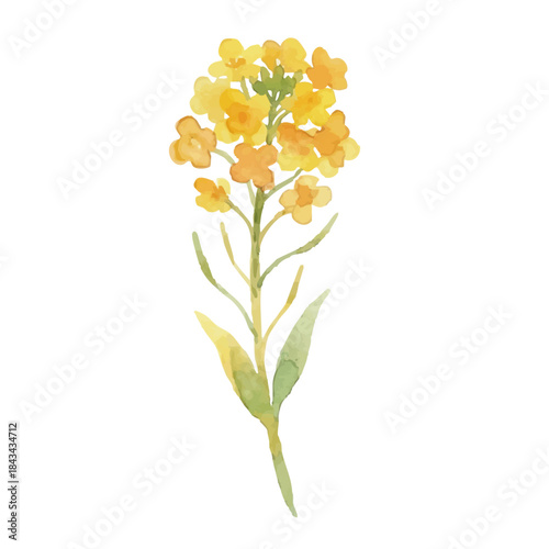 Watercolor-style rapeseed flower illustration／菜の花