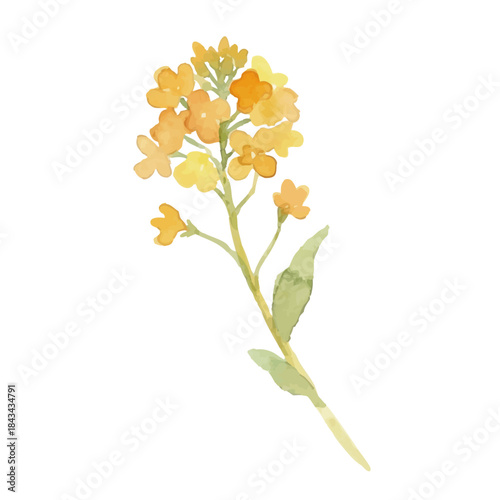 Watercolor-style rapeseed flower illustration／菜の花