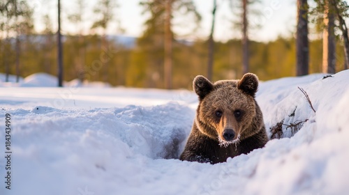 hibernation. A brown bear emerging from a snowy den, its breath visible in the cold air. wildlife magazines, conservation campaigns, designed for eco-tourism storytelling, used by ngo communicators.