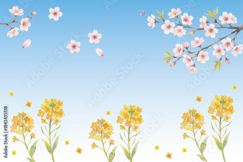 Watercolor-style rapeseed flower and sakura illustration／菜の花・桜