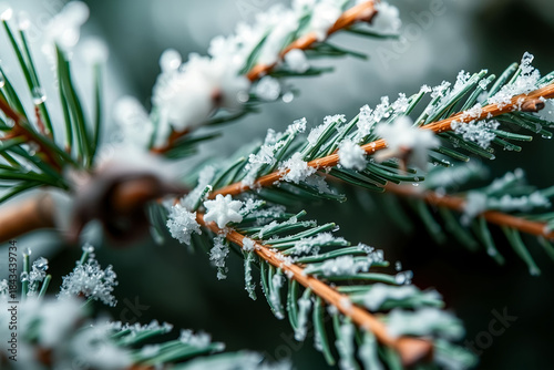 Frosted Evergreen Pine Branch Macro Winter Background.