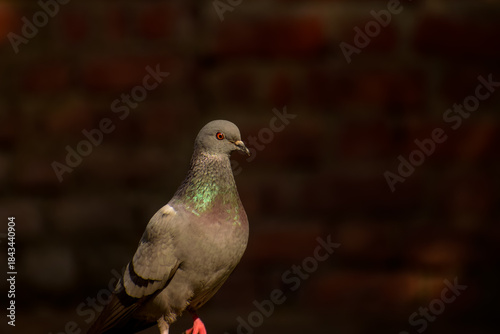 Closeup of feral pigeon in urban india. A close-up view of a feral pigeon (Columba livia) resting calmly on a rooftop floor during a cold winter morning in Himachal Pradesh, India.
