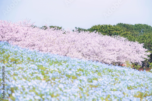 Pink sakura tree and Nemophila at Uminonakamichi Park, Fukuoka