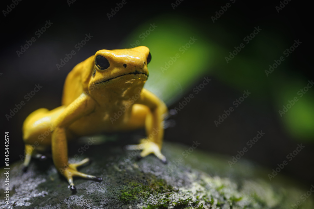Fototapeta premium Yellow terrible poison dart frog in detail. 