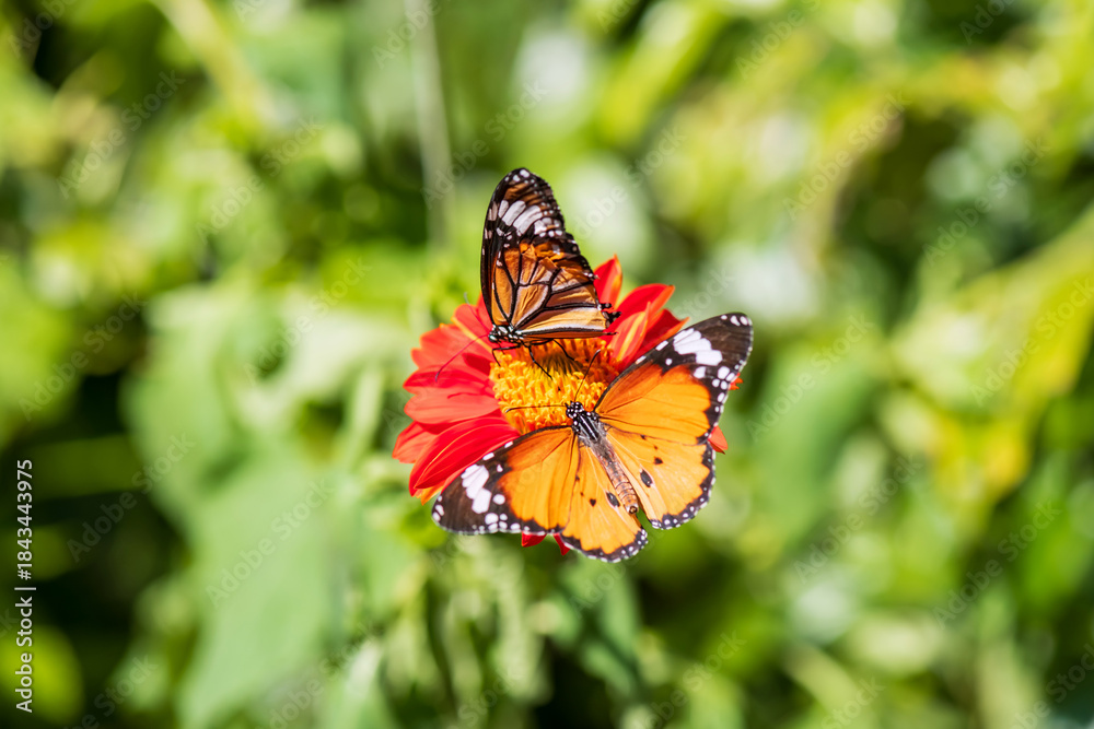 Fototapeta premium Top view of leopard lacewing butterfly feeding pollen together