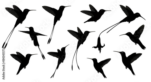 Collection of Dynamic Hummingbird Silhouettes: Diverse Avian Flight Poses Including Long-Tailed Species, Perfect for Nature Graphics