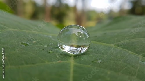 Close-up of Water Droplet on Green Leaf.