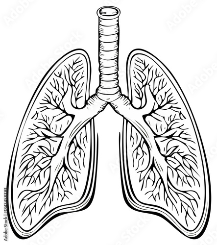 Detailed medical illustration of human lungs, trachea, and bronchial tree. Anatomy of the respiratory system in black and white line art.