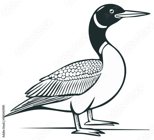 Illustration of a stylized loon in black and white