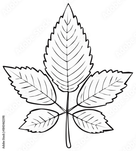 Black and white line art illustration of a compound leaf with five serrated leaflets