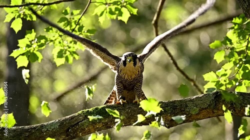 Majestic peregrine falcon with wings spread wide perched on a sunlit branch surrounded by vibrant green forest leaves