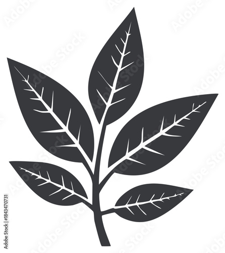 Botanical Black and White Illustration featuring a twig with leaves and prominent veins