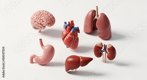 3D Illustration of Human Organs Including Brain, Heart, Lungs, Liver, Kidneys, and Stomach