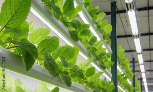 Vertical garden with green lettuce under lamps in greenhouse, modern hydroponic farming.
