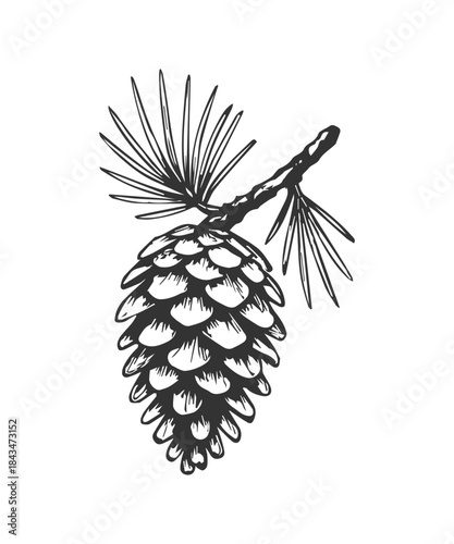 Simple hand drawn pine tree cone sketch, engraved nature plant illustration.