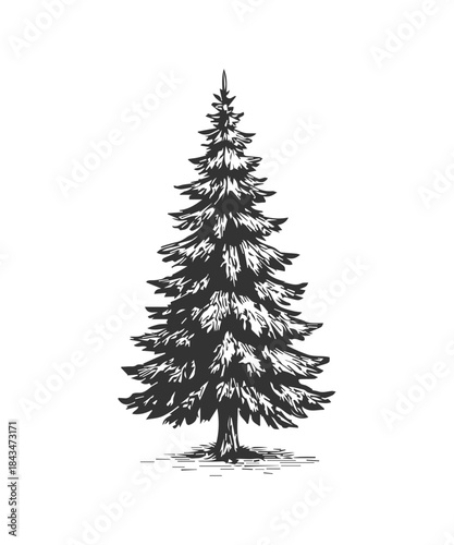 Doodle pine fir tree icon sketch drawing, engraved illustration.