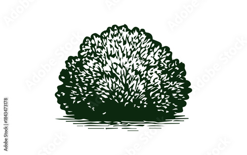 Simple hand drawn bush sketch, engraved nature plant isolated illustration.