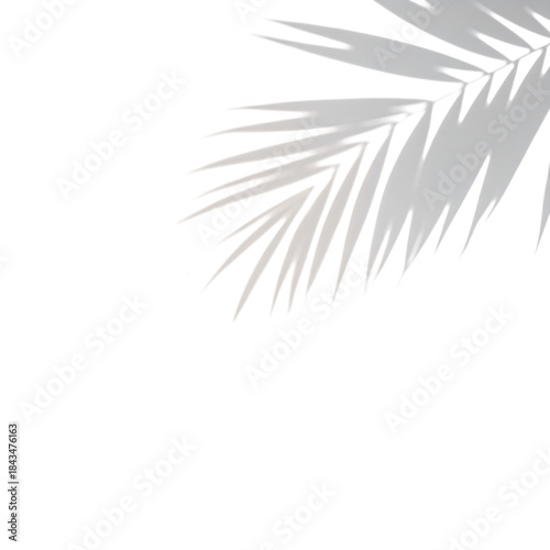 柔らかな光を透かすヤシの影が生む季節の温もりのミニマル表現｜背景なし・透過PNG・コピースペース