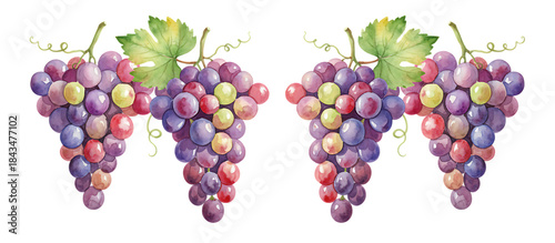 柔らかな透明感で描く水彩タッチの葡萄アート｜背景なし・透過PNG・コピースペース