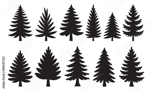 Silhouettes of evergreen trees in a forest set.