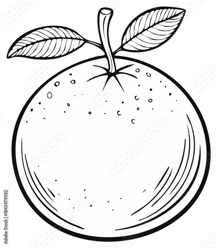 Orange fruit illustration outline with stem and leaves for coloring book or design element