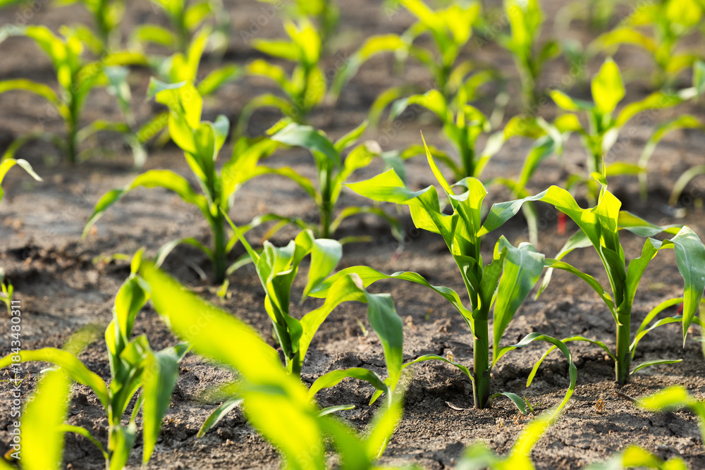 Fototapeta premium Corn field with young plants and dark fertile soil.