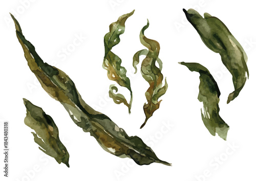 Watercolor-style Japanese soup stock illustration for Japanese cuisine／出汁・昆布・わかめ