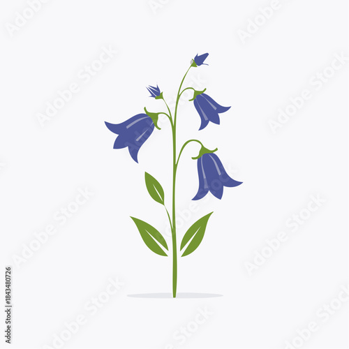 Bluebell flower stem with green leaves