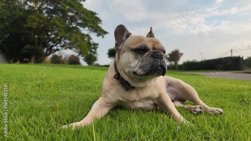 French Bulldog Resting in a Grassy Area: A charming French bulldog relaxes on a lush green lawn on a pleasant day, embodying contentment and leisure.