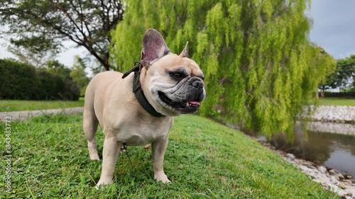 Dog Strolling by the Pond: A charming french bulldog pauses during his walk beside a tranquil pond on a cloudy day, his ears perked up, full of curiosity, ready to explore the world.