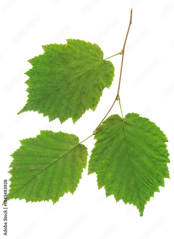 Fototapeta premium colorful various autumnal leaves as composition 