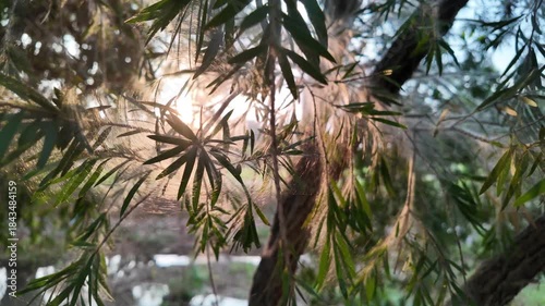 Sunlight Through the Leaves: A sunlit scene, leaves, with delicate strands, creates an enchanting display. The branches capture the sun's radiant glow, painting a picture of nature's subtle artistry.