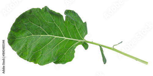 Photos Fresh raw kohlrabi green leaf isolated on white background, clipping path
