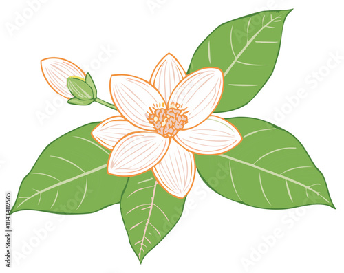 Delicate White Flower with Green Leaves and Bud Botanical Illustration
