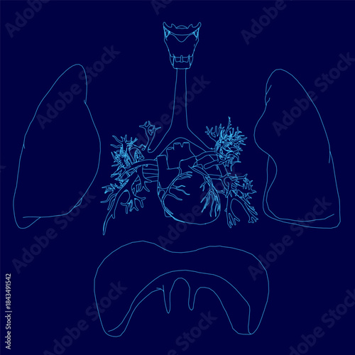 A detailed anatomical diagram of the human respiratory system, featuring the lungs, bronchi, trachea, and diaphragm on a blue background.