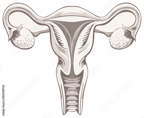 Anatomical drawing of the female reproductive system with uterus and ovaries