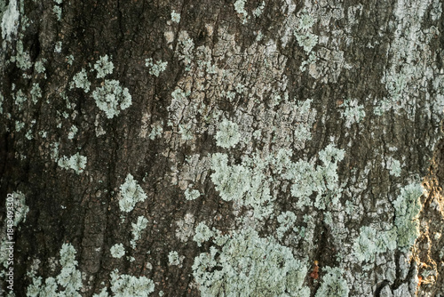 tree bark texture