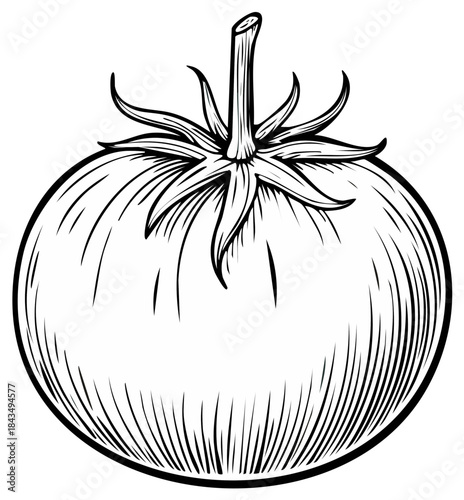 Black and white line art illustration of a whole tomato botanical drawing for healthy food concepts