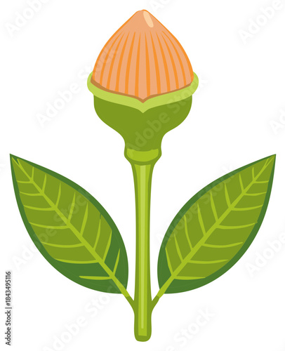 Developing plant bud with textured orange petals and vivid green foliage on a sturdy stem