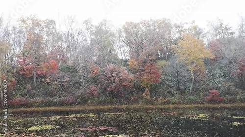 ふわふわの綿雪が蓮池のほとりの色とりどりの紅葉に降り積もる様子。晩秋の季節が交わる風景