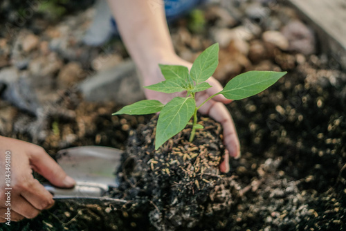 hands of people planting trees