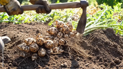 Harvesting Jerusalem Artichokes With Shovel on Agricultural Field
