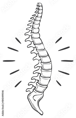 Hand drawn sketch of a human spine symbolizing back pain for chiropractic concepts