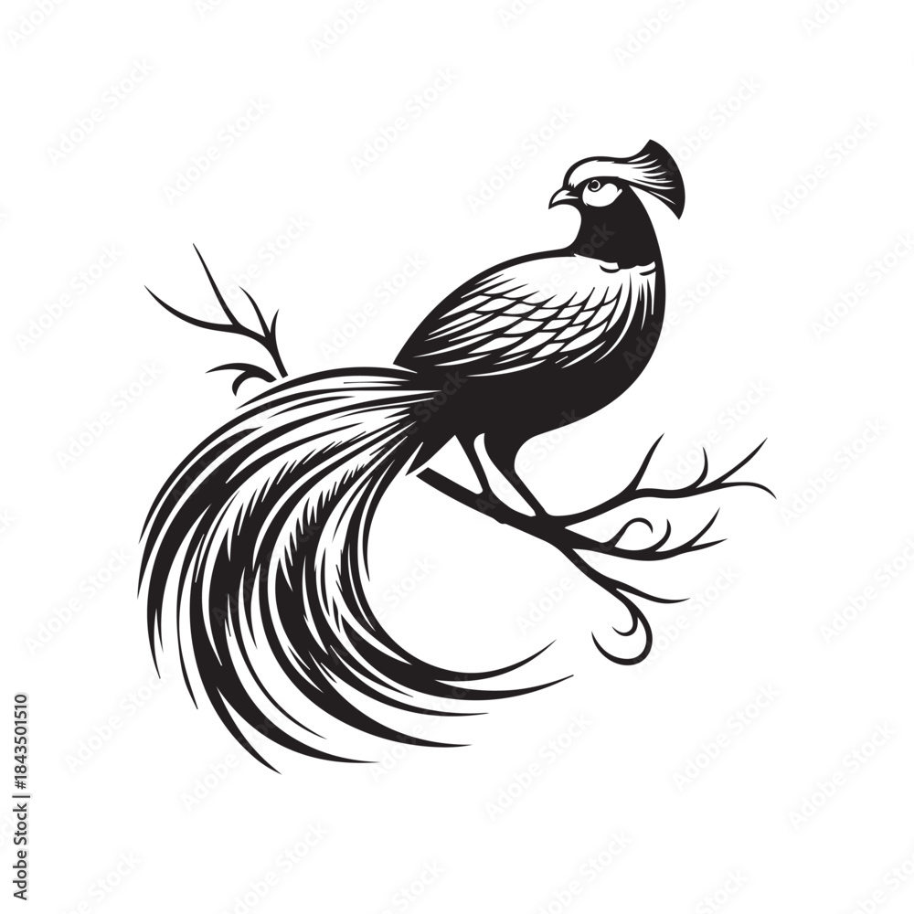 Fototapeta premium Golden Pheasant Silhouette Vector Art | Monochrome Black & White