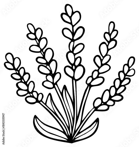 Elegant lavender stems, outlined in black, floral simplicity and botanical charm