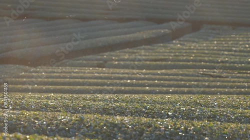 朝日に照らされ霜の茶畑に舞う小さな虫の冬風景
