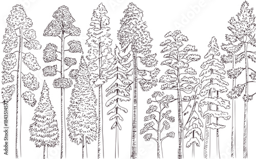 Black and white line of various coniferous trees in forest